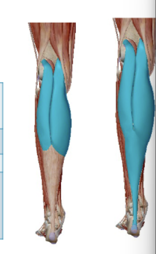 <p><span><span>M. Gastrocnemius</span></span></p>