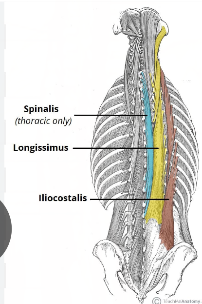 <p>Erector Spinae:</p>