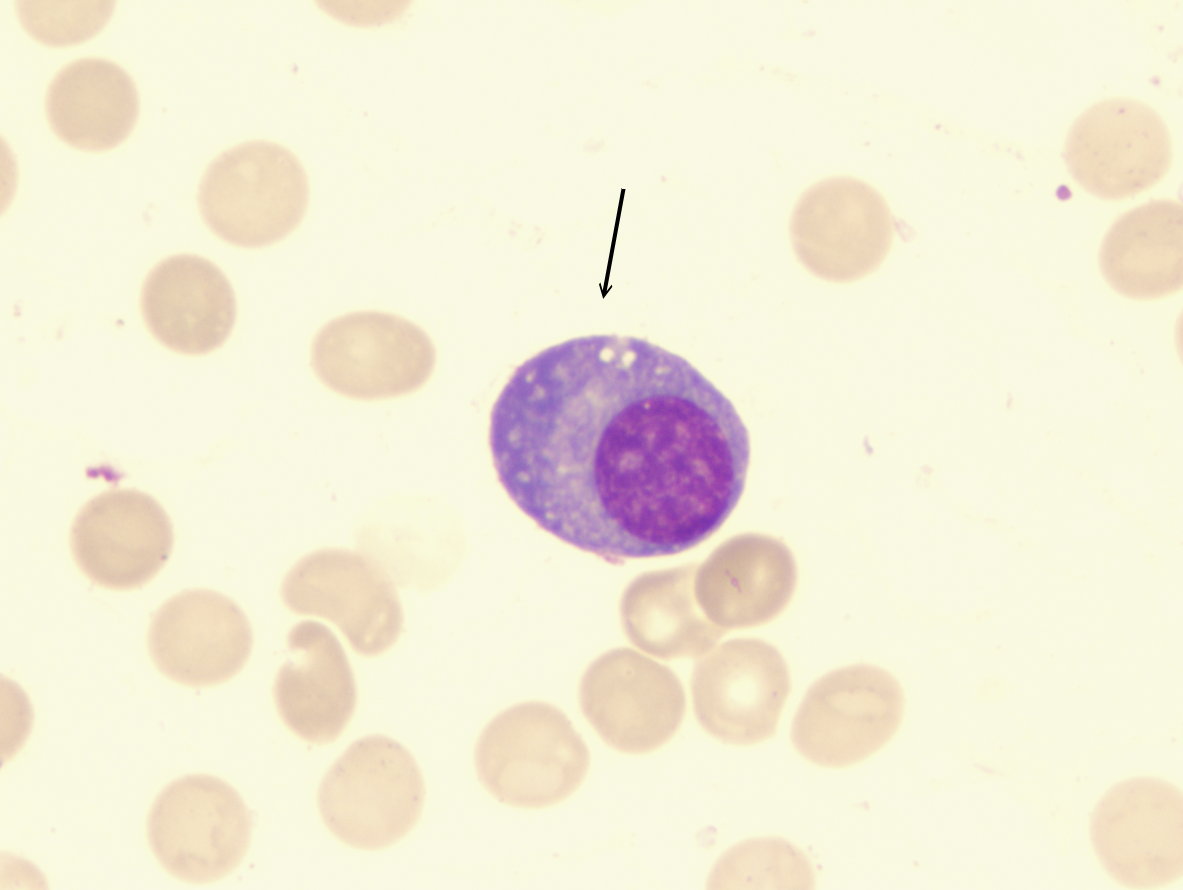 term image