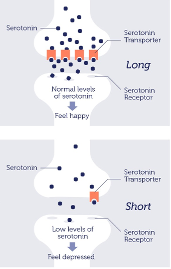 <p><span><span>Serotonin transporters (5-HTT)</span></span></p>