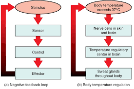 <p>Mechanisms that limit stimuli to maintain homeostasis, such as sweating.</p>