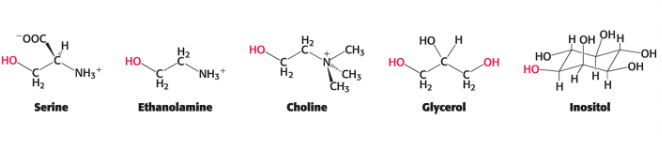<ul><li><p>serine</p></li><li><p>ethanolamine</p></li><li><p>choline</p></li><li><p>glycerol</p></li><li><p>inositol</p></li></ul><p></p>