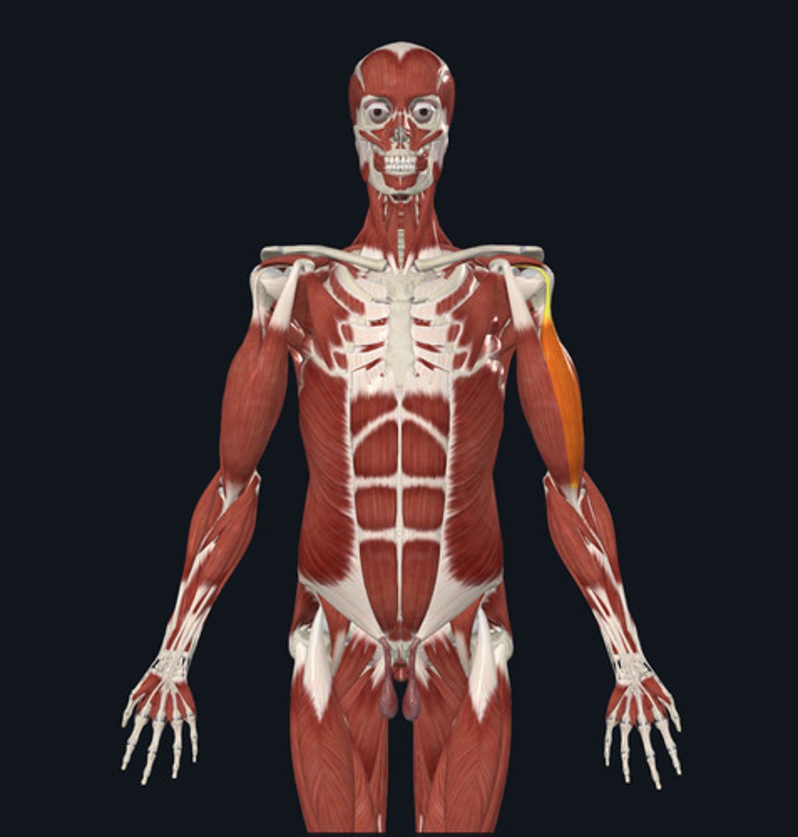 <ul><li><p><u>Origin:</u>&nbsp;Scapula</p></li><li><p><u>Insertion:</u>&nbsp;Radius</p></li><li><p><u>Action:</u>&nbsp;<strong>Elbow flexion</strong>, shoulder flexion, forearm supination</p></li></ul><p></p>