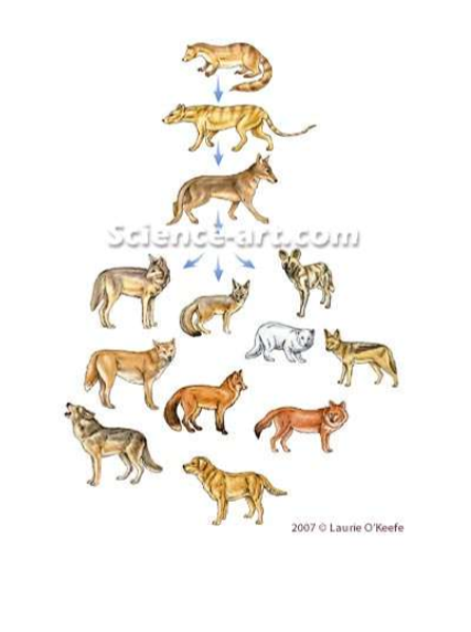 cats and dogs came from one same ancestor