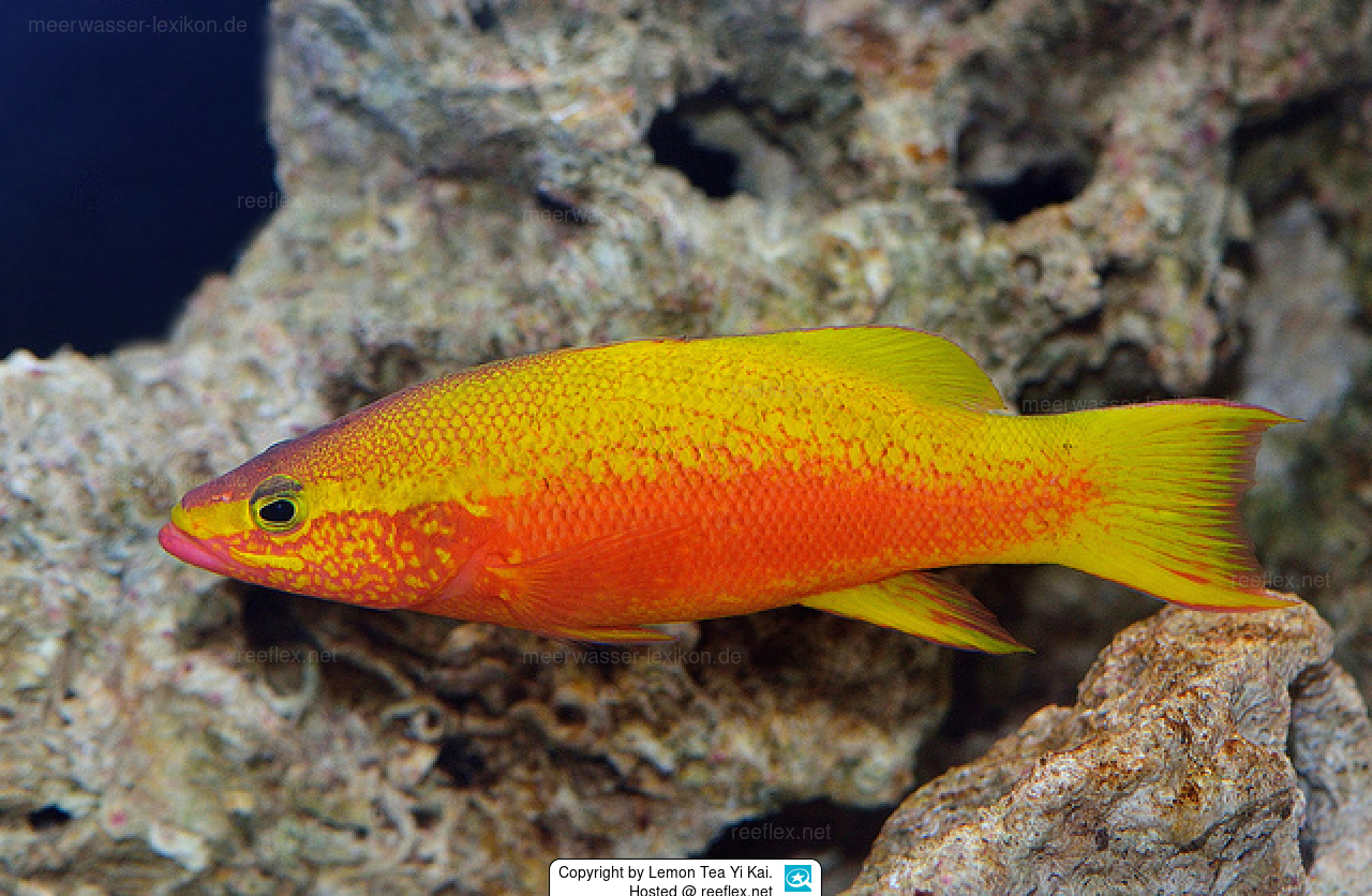 <p>Head is slamon with a yellow stripe from tip of the snout through the eye to the corner of the operculum</p><p>The upper 1/3 of the body is yellow and the lower 2/3 is salmon-colored</p><p>dorsal, caudal, anal, and pelvic fins are yellow</p><p>“has a yellow eye stripe” → _____</p>