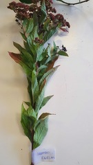 Spiraea japonica