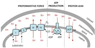 <p>This gradient represents potential energy that drives the synthesis of ATP through the enzyme ATP synthase as protons flow back across the membrane. Essential for life allowing cells to convert energy from food or sunlight into usable, storable chemical E</p>