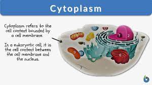 <p><span>Area inside the cell that surrounds the other organelle</span></p>