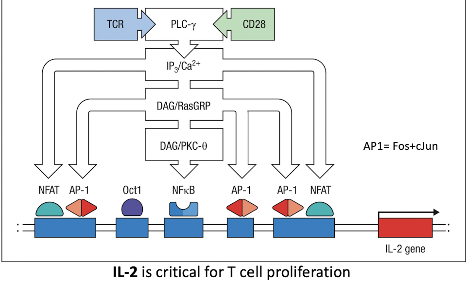 <p>They transduce all signals needed for IL-2 transcription</p><p><strong>IL-2</strong> is critical for T cell proliferation</p>