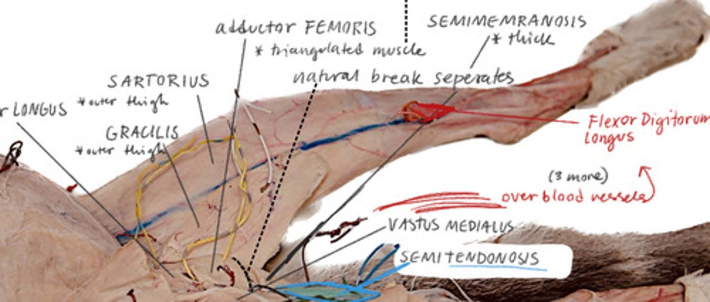 <p>BENEATH GRACILLIS most inferior of the three</p>