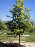 <p>Scientific Name</p>