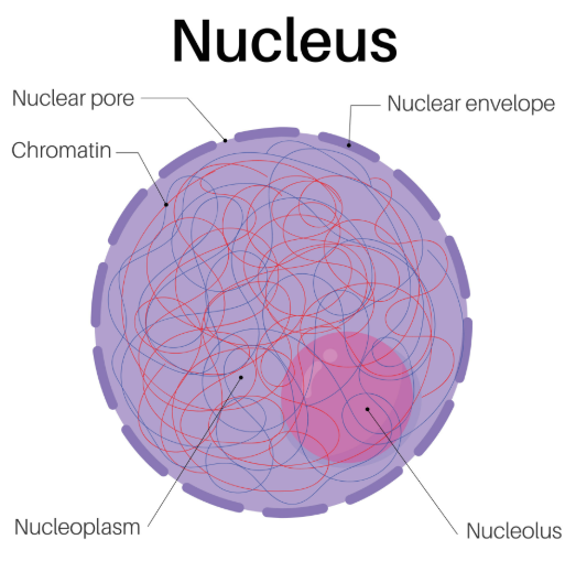 <p>Nucleus</p>