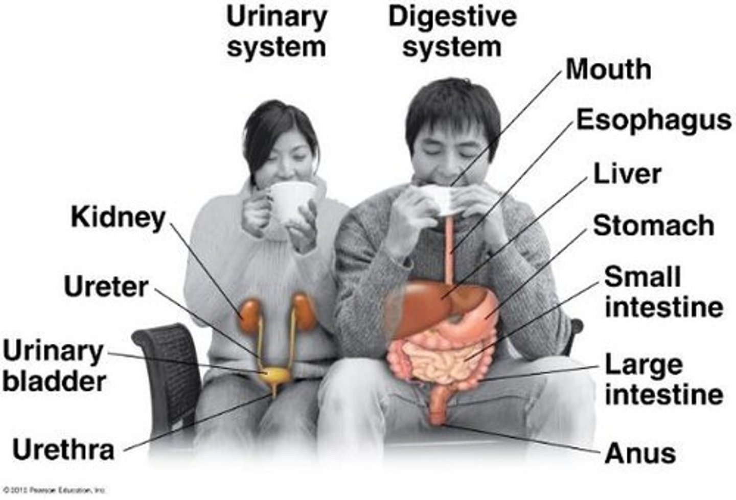 <p>Remove wastes produced by cellular metabolism and regulate blood water balance.</p>