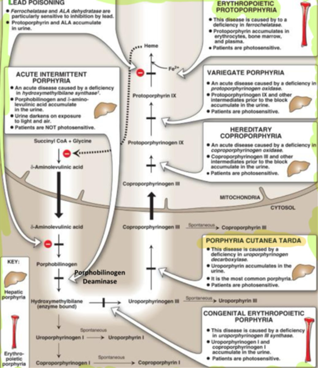 <p>Stops Hydroxy from going to Uroporphy 3<br>- Erythro Bone<br><br>- Cause uro 1 and coporo 1 to build up in urine</p>