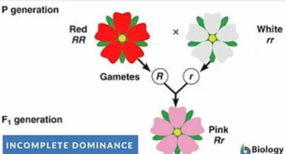 <p>If tow pink flowered plants were crosses, what is the probability the offspring will have red flowers? </p>