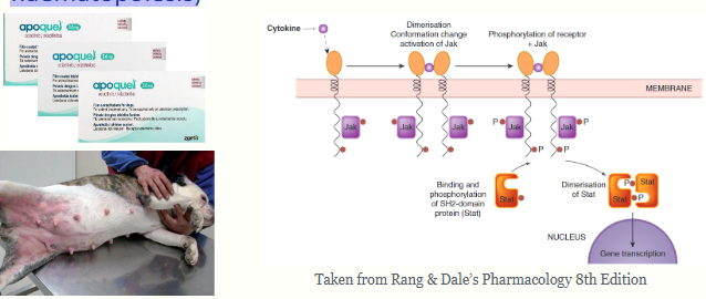 <p>The Jak-Stat pathway is activated by many cytokines and is</p><p>important in inflammation</p><p>• Oclacitinib is a Janus kinase (JAK) inhibitor - target cytokines</p><p>are those that are pro-inflammatory or have a role in allergic</p><p>responses/pruritus (also those involved in host defence or</p><p>haematopoiesis</p>