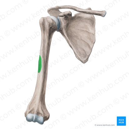 <p>what part of humerus </p>