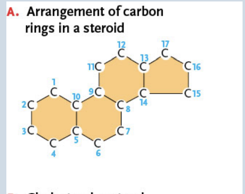 <p>Steroids</p>