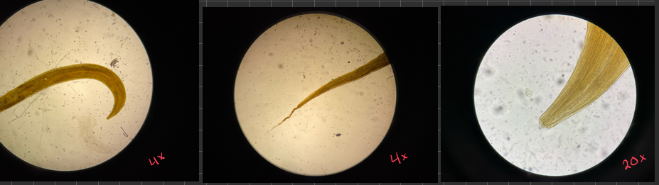 <p>this is?</p><img src="https://knowt-user-attachments.s3.amazonaws.com/b8797718-acb9-4acb-b471-b4bb6e7773e3.png" data-width="50%" data-align="center" alt="20x"><p></p>