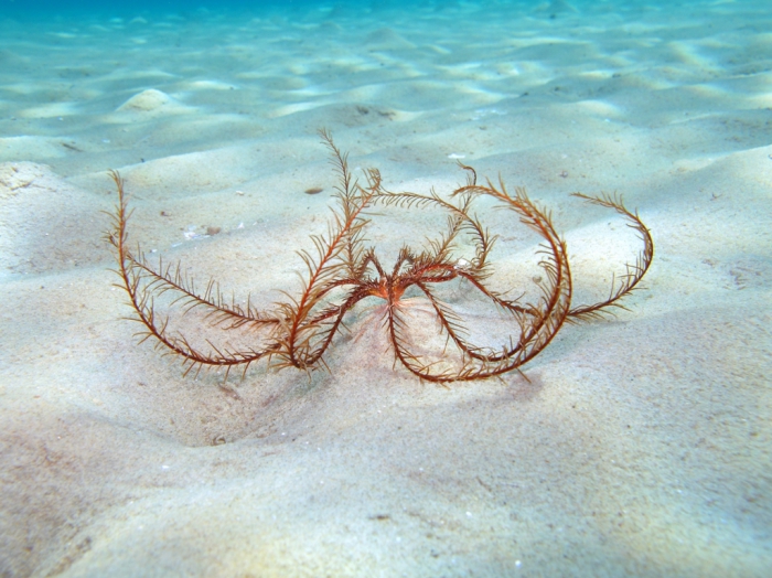 <p>Antedon (Sea lily)</p>