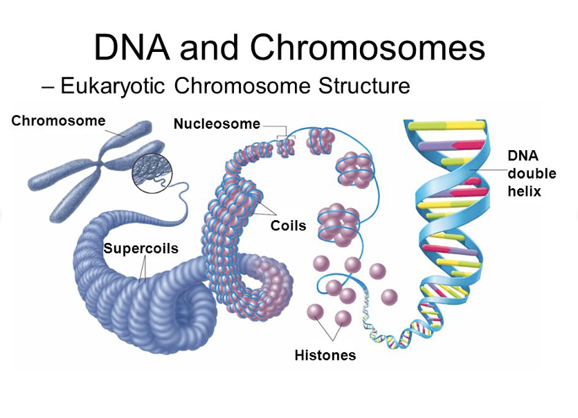 <p>one DNA molecule, found in nucleus, made of tightly coiled DNA</p>