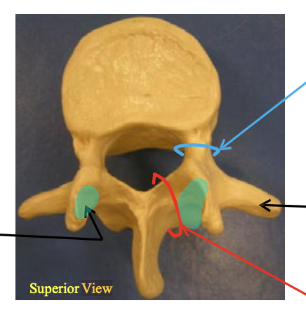 <p>Name the group of vertebrae this one belongs to; then, name the highlighted structure.</p>