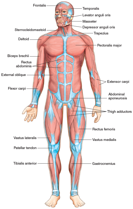 term image