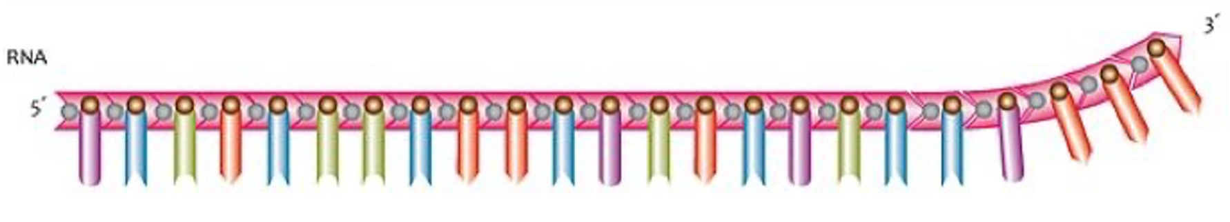 <p><span>mRNA is ‘read’ in sequence from the 5’ end to the 3’ end</span></p>