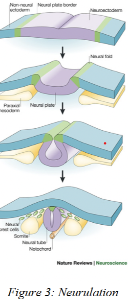 <p>part of neuralation to form dorsal hollow nerve cord. <br>During neurulation, cells of the ectoderm (the outer embryonic layer, above the notochord) divide rapidly. This growth creates a neural groove<br>- the neural groove will sink into the embryonic body and close off to form the Neural Tube</p>