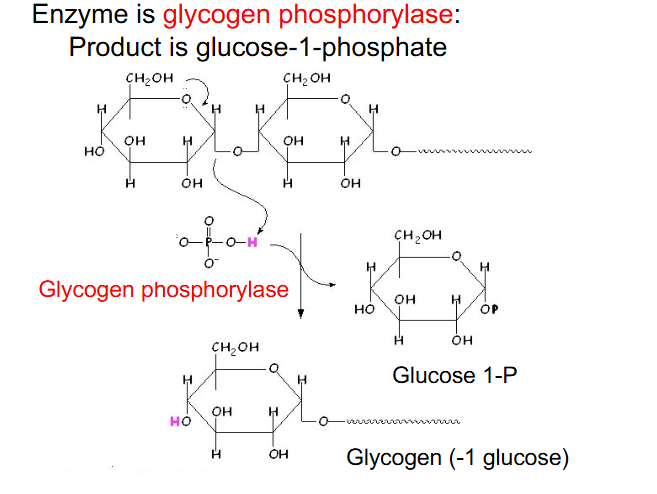 <p>- catabolism to yield glucose</p><p>- enzyme is glycogen phosphorylase: Product is glucose-1-phosphate</p><p>- we remove glucose as phosphorylated glucose one at a time</p>