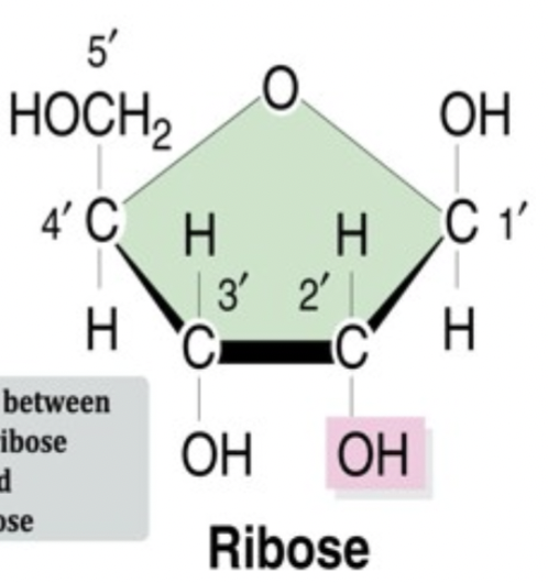 <p>ribose</p>