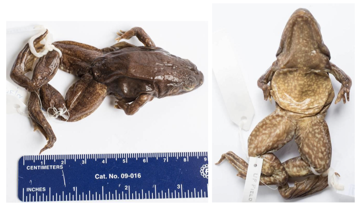 <p>Dark color with white spotting on belly and white lips</p><p>No dorsolateral fold</p>