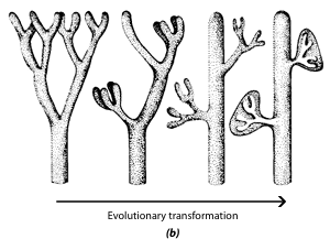 <p><span>A evolução é explicada por uma teoria que envolve três processos principais: <mark data-color="purple" style="background-color: purple; color: inherit">culminação, planificação e concrescência</mark>, adaptada de sistemas ramificados tridimensionais. </span></p><p><span>Inicialmente, a teoria sugere que evoluíram a partir de sistemas ramificados, como os telomas, através de um processo de aplanamento ou aplainamento, transformando a estrutura tridimensional numa estrutura bidimensional. Posteriormente, ocorreu a concrescência, onde as ramificações se fundiram, formando uma lâmina foliar.&nbsp;</span></p>