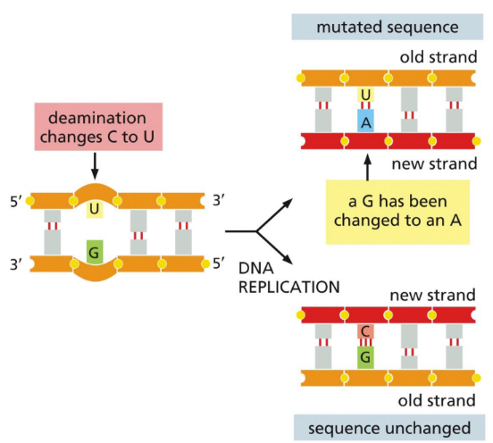 <p><span>Spontaneous removal of the amine (NH2) group from ~100 cytosines per cell per day to form uracil&nbsp;</span></p><ul><li><p class="Paragraph SCXW221076993 BCX0" style="text-align: left"><span>Occurs when hydrolysis wipes away the NH2 from a cytosine and replaces it with an oxygen. Forming an uracil and an ammonium ion&nbsp;</span></p><ul><li><p class="Paragraph SCXW221076993 BCX0" style="text-align: left"><span>C =&gt; U&nbsp;</span></p></li></ul></li><li><p class="Paragraph SCXW221076993 BCX0" style="text-align: left"><span>Changes the base pairing&nbsp;&nbsp;</span></p></li></ul><p></p>