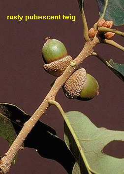 <p>Scientific Name</p>