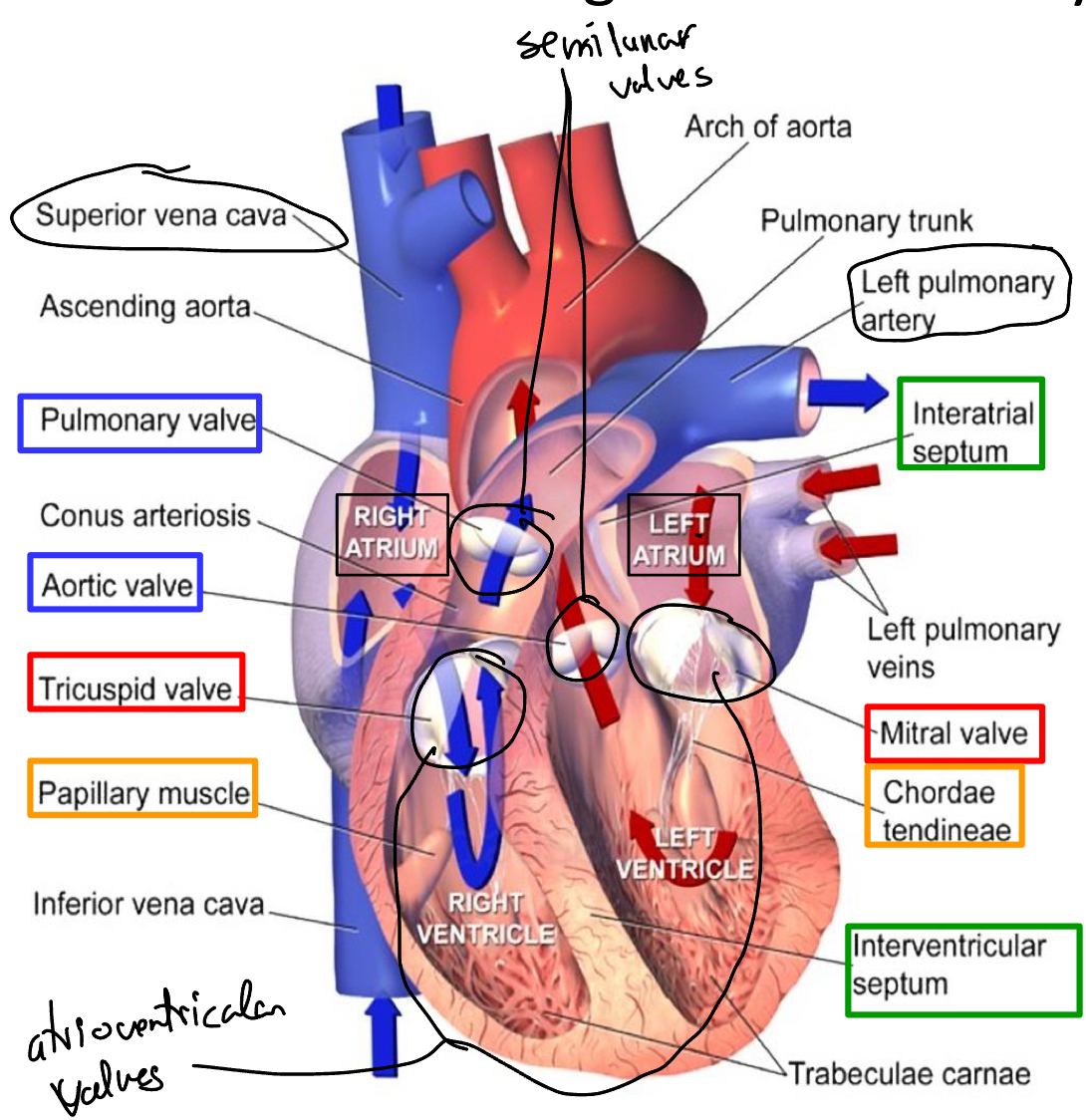 <p>Right ventricle: blood to the lungs</p><p>Left Ventricle: blood to the rest of the body</p><p>Right atrium: recieves blood from body</p><p>Left atrium: recieves blood from pulmonary veins</p>