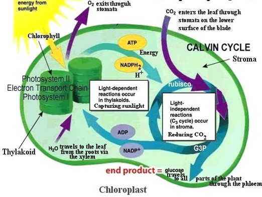<p>Does not require light, occuring in the stroma inside chloroplasts. Here ATP is used to combine carbon and oxygen (from carbon dioxide) with hydrogen (from water) to produce 3C organic molecule called triose phosphate. This involves a complex series of reactions called the Calvin Cycle. An important enzyme called Rubisco is used in this process. Triose phosphate molecules are then combined together to form glucose</p>
