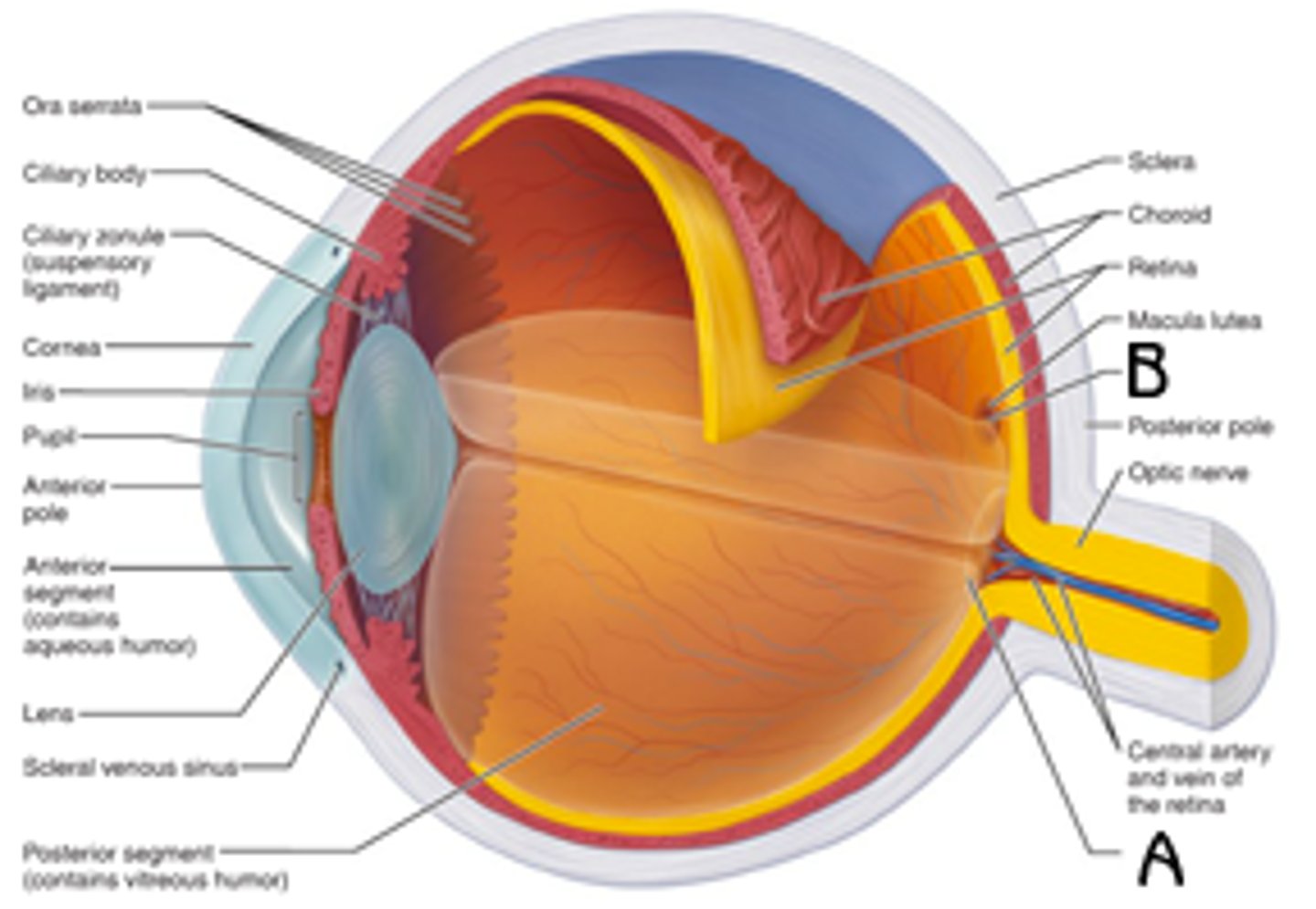 <p>A</p><p>Function: creates blind spot in eye. small circle</p>
