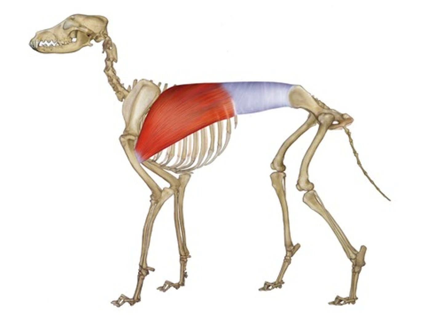 <p>Origin: Last 7 thoracic vertebrae and spinous process of lumbar vertebrae</p><p>Insertion: proximal humerus</p><p>Action: Draws limb caudally Flexes shoulder joint</p>