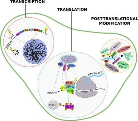 <p>protein synthesis</p>