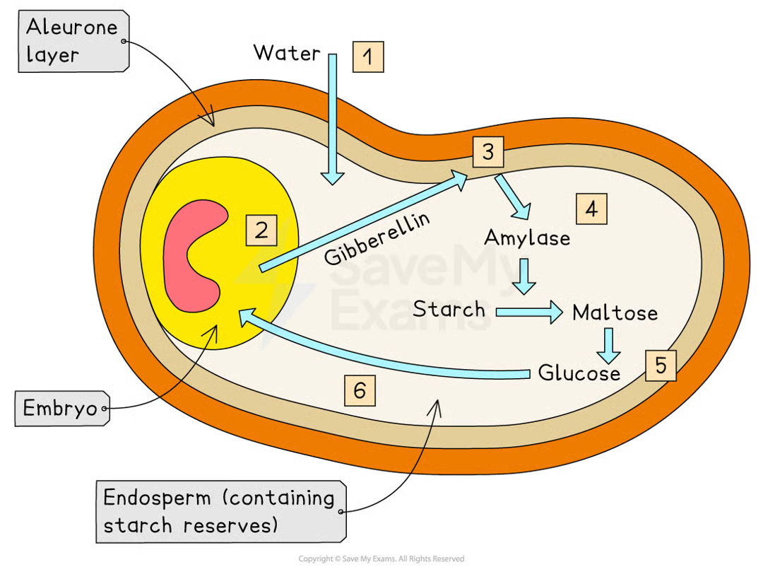 <ul><li><p>barley seed starts to absorb water to begin germination</p></li><li><p>this stims embryo to produce gibberellins</p></li><li><p>gibberellin mols diffuse into aleurone layer and stim cells there to synth enzyme amylase</p><ul><li><p>in barley seeds, it has been shown that gibberellin does this by regulating genes involved in synthesis of amylase causing increase in transcription of mRNA coding for amylase</p></li></ul></li><li><p>amylase hydrolyses starch mols in endosperm, producing soluble maltose mols</p></li><li><p>maltose converted to glucose and transported to embryo</p></li><li><p>glucose can be respired by embryo, providing embryo w energy needed for it to grow</p></li></ul><p></p>