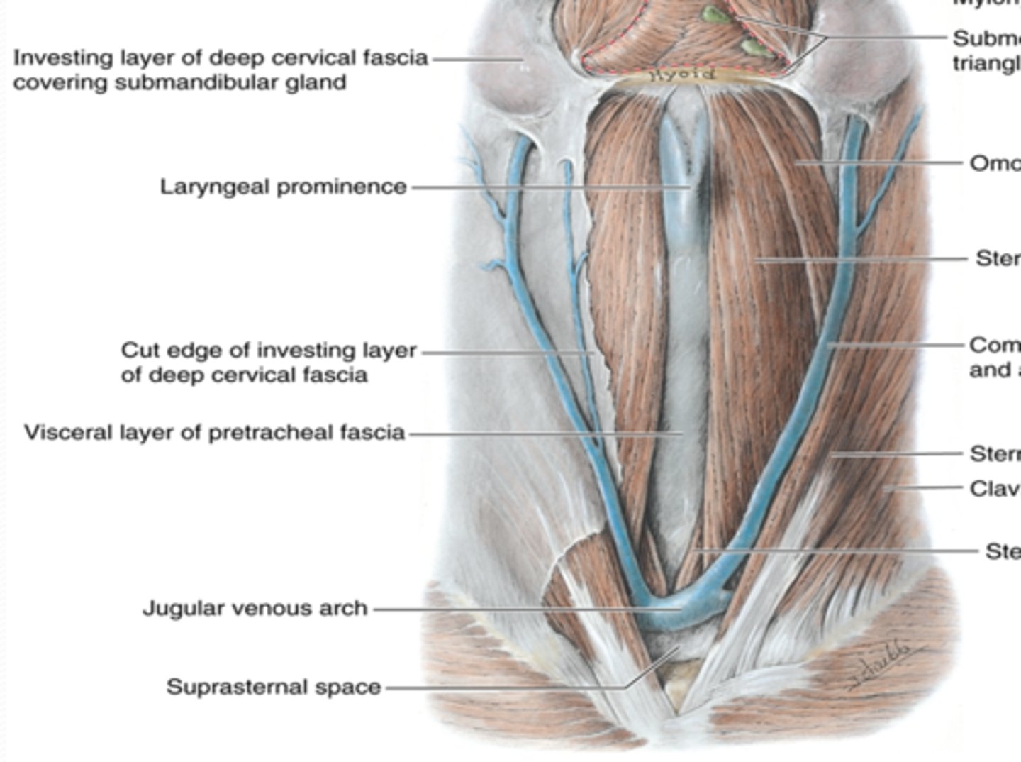 <p>What is the jugular venous arch?</p>