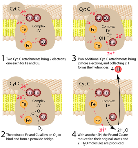 <ul><li><p>Transfer electrons to molecular oxygen(final electron acceptor</p></li><li><p>Reduces o<sub>2</sub> to h<sub>2</sub> O </p></li><li><p>pumps 2 H<sup>+</sup> per pair of electrons </p></li></ul><p></p>