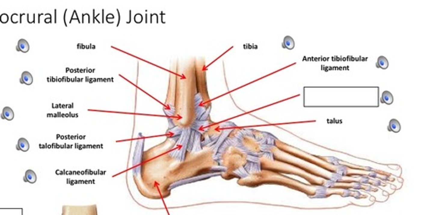 <p>- ligament running between the anterior aspects of the tibia and fibula</p><p>- thick, triangular band extending obliquely between the anterior tibia and fibula</p>
