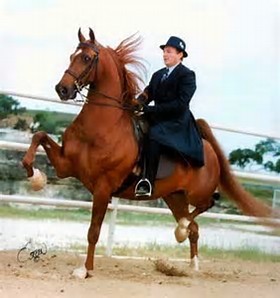 <p>Also known as the Peacock horse, 15 to 16 hands, developed in Kentucky as a plantation horse. known for ease of riding, used for recreation and showing. Legs bend up and move, hock is lifted, flexible joints, tail up, head up, collected head, slow gait is more animated, rack is fast speed</p>