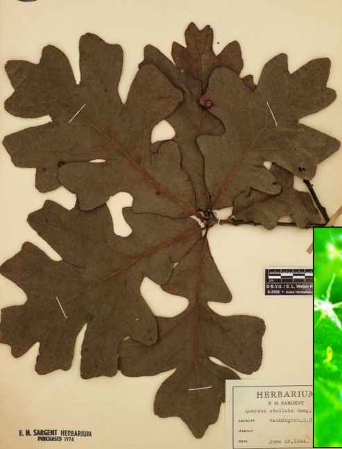 <p>deeply lobed, boxyish leaves. Stellate hairs</p>