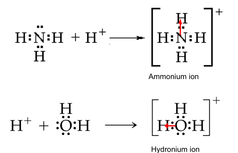 The nitrogen in the first example donates both its electrons to bond with the hydrogen ion. Same with the oxygen in the second structure.