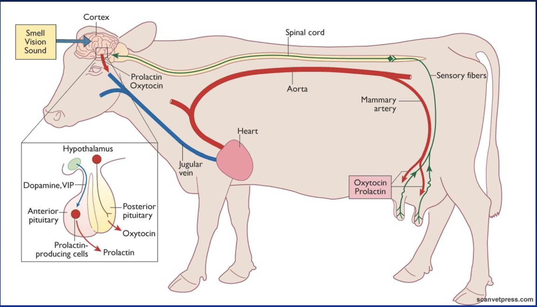<p>Oxytocin can be used to induce milk ejection during first partuition. Cow may become dependent on external oxytoxin and may become desensitized.</p><p>Seeing and hearing calf enhances the response.</p>