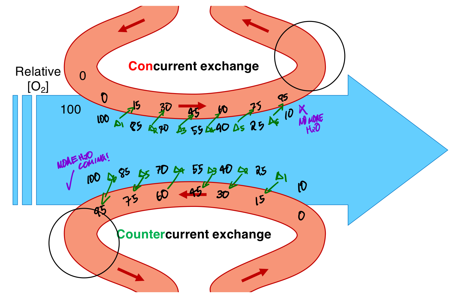 <ul><li><p>Concurrent exchange, wherein blood flows with the direction of oxygen in water.</p></li><li><p>Countercurrent exchange, wherein blood flows against the direction of oxygen in water.</p></li></ul><p>Countercurrent exchange is more efficient because the concentration gradient is maintained over time, while concurrent exchange has a concentration gradient diminishing over time.</p>