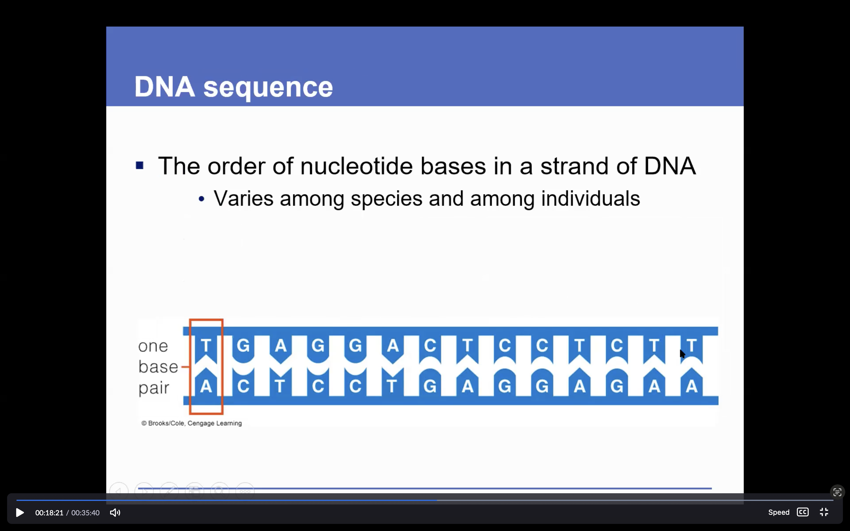 <p>The order of nucleotide bases in a strand of DNA</p><p>• Varies among species and among individuals</p>